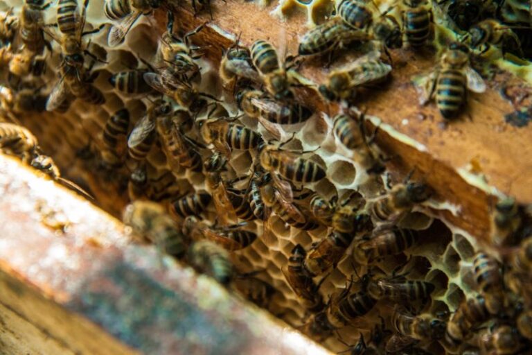 Как дядо в инвалидна количка въведе учителката Слава в света на пчелите