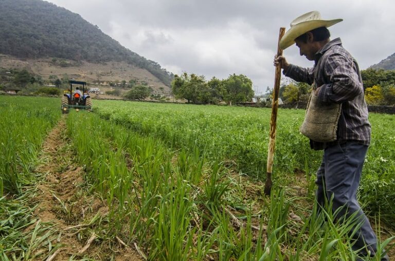 Как кооперативът на сестрите Сара, Джейми и Линди възпита вкус към местната храна