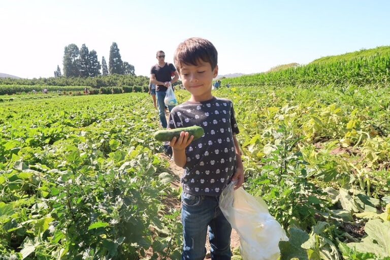 Как фермерите в Денвър узряха за идеята на солидарното земеделие