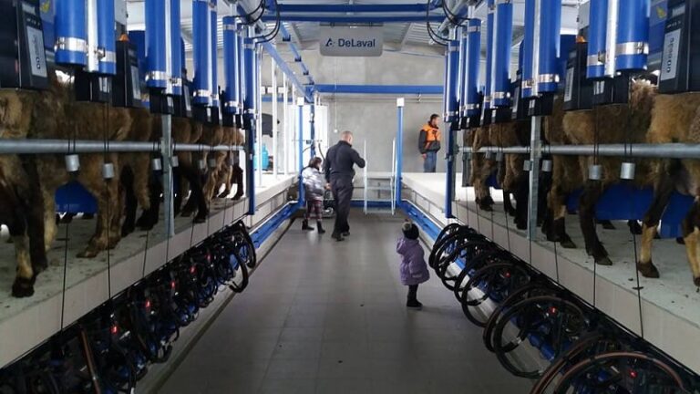 Мечтата за модерно овцевъдство на младата фермерка Теодора Вълова